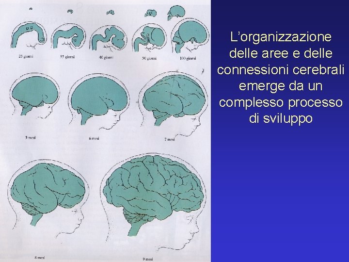 L’organizzazione delle aree e delle connessioni cerebrali emerge da un complesso processo di sviluppo