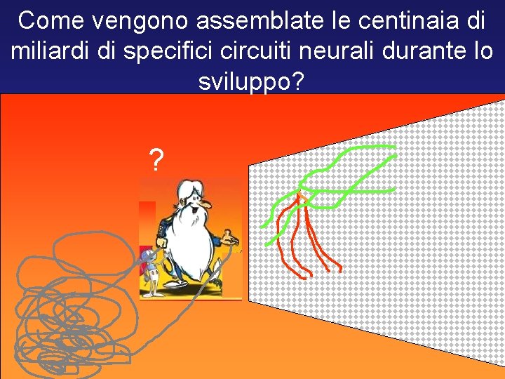 Come vengono assemblate le centinaia di miliardi di specifici circuiti neurali durante lo sviluppo?