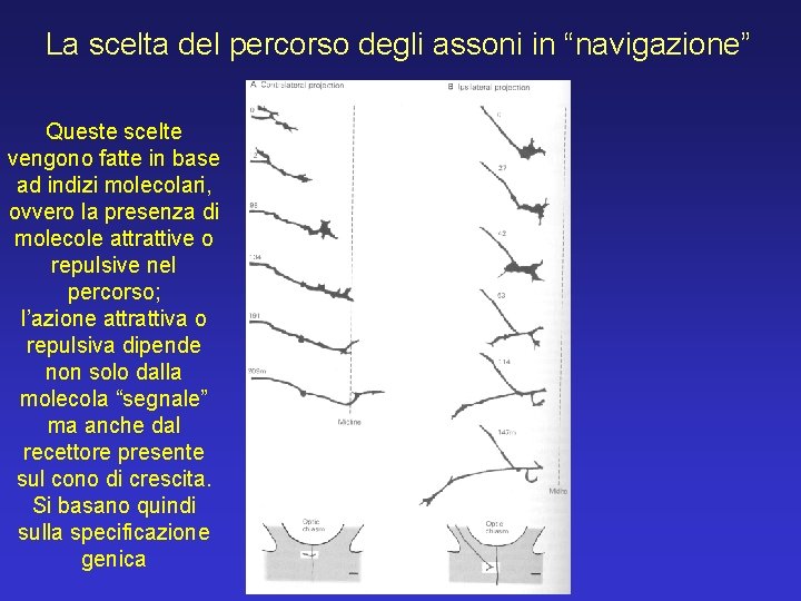 La scelta del percorso degli assoni in “navigazione” Queste scelte vengono fatte in base