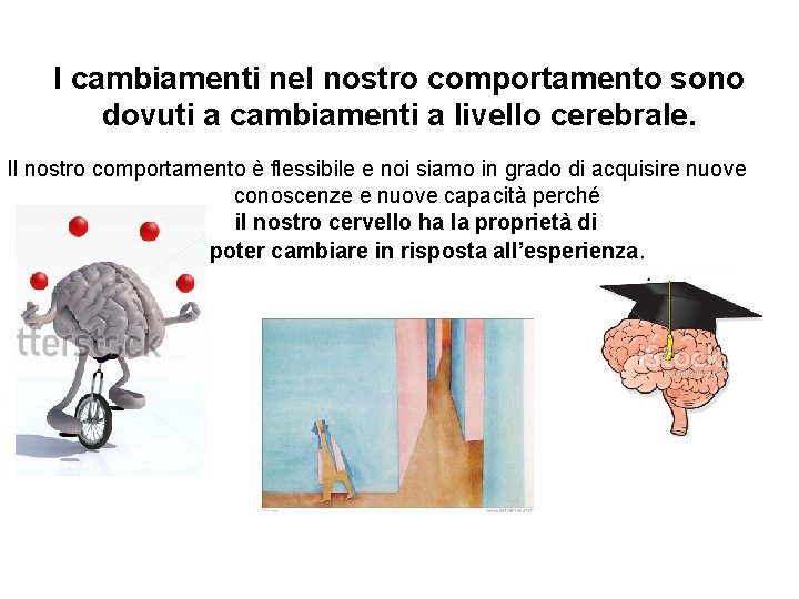 I cambiamenti nel nostro comportamento sono dovuti a cambiamenti a livello cerebrale. Il nostro