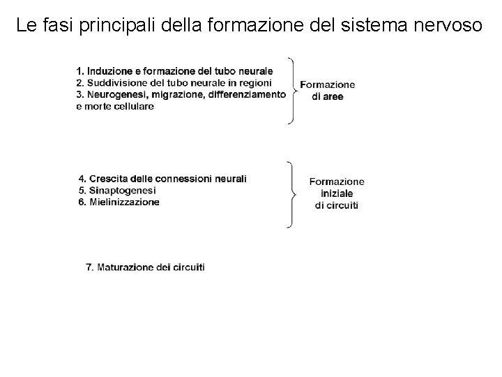 Le fasi principali della formazione del sistema nervoso 