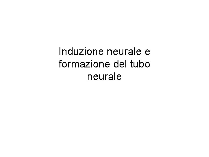 Induzione neurale e formazione del tubo neurale 