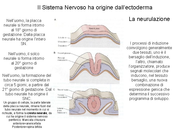 Il Sistema Nervoso ha origine dall’ectoderma Nell’uomo, la placca neurale si forma intorno al