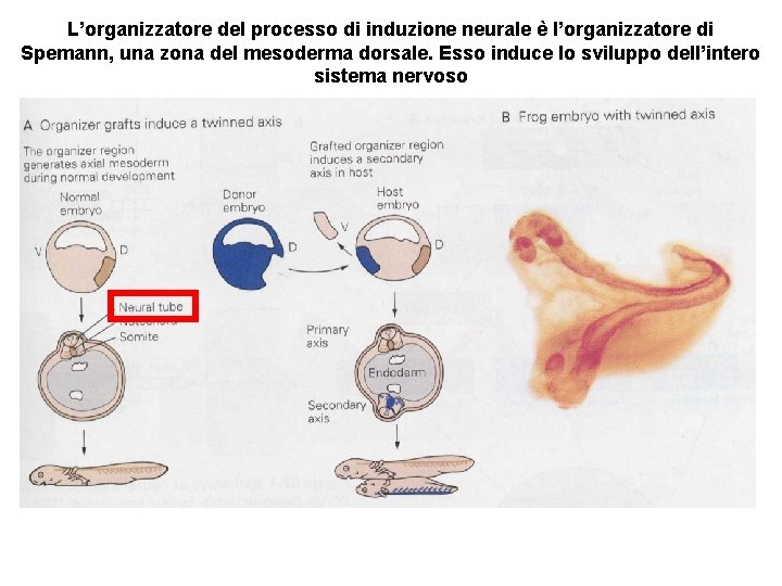 L’organizzatore del processo di induzione neurale è l’organizzatore di Spemann, una zona del mesoderma