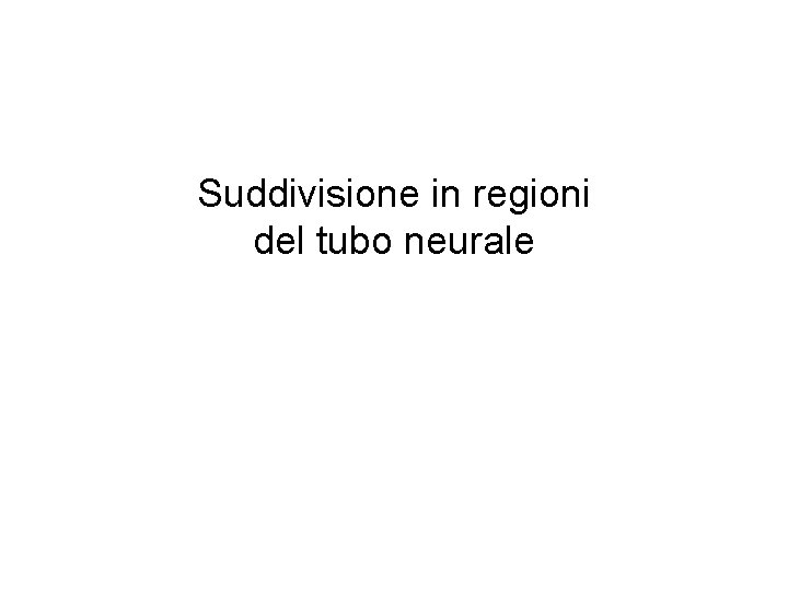 Suddivisione in regioni del tubo neurale 