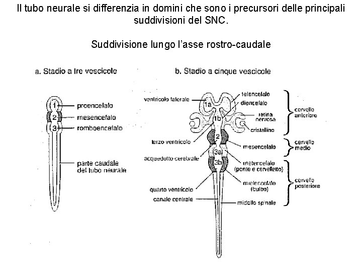 Il tubo neurale si differenzia in domini che sono i precursori delle principali suddivisioni