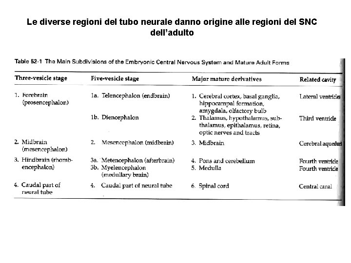 Le diverse regioni del tubo neurale danno origine alle regioni del SNC dell’adulto 