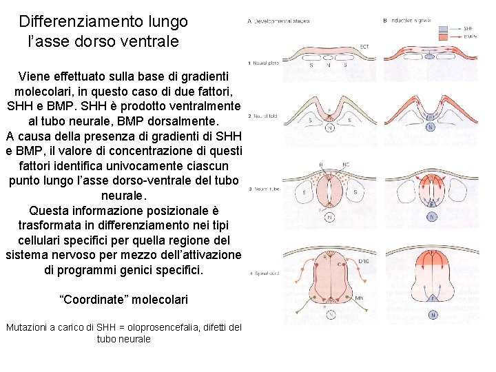 Differenziamento lungo l’asse dorso ventrale Viene effettuato sulla base di gradienti molecolari, in questo