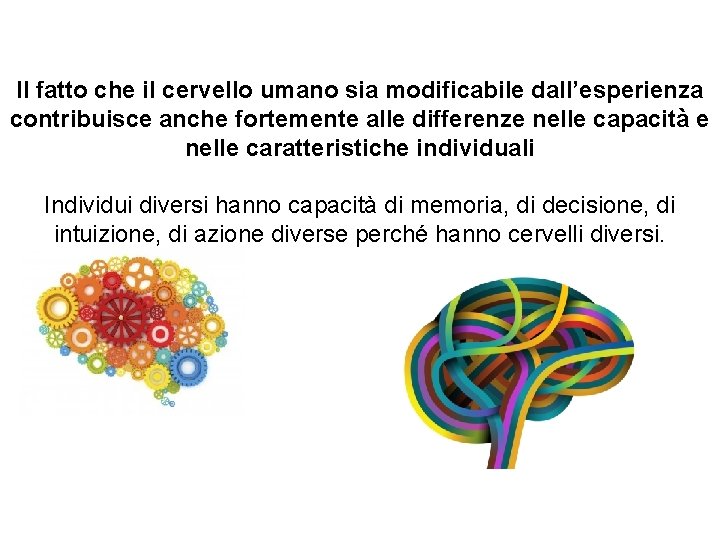 Il fatto che il cervello umano sia modificabile dall’esperienza contribuisce anche fortemente alle differenze