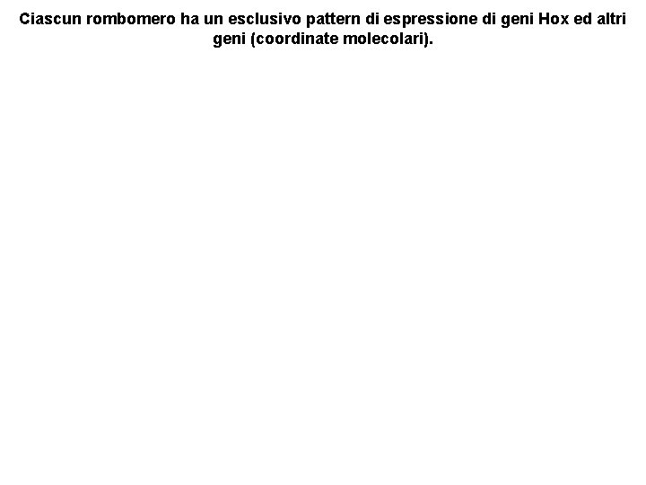 Ciascun rombomero ha un esclusivo pattern di espressione di geni Hox ed altri geni