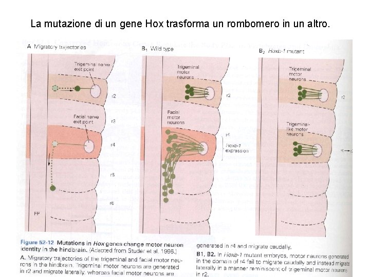 La mutazione di un gene Hox trasforma un rombomero in un altro. 