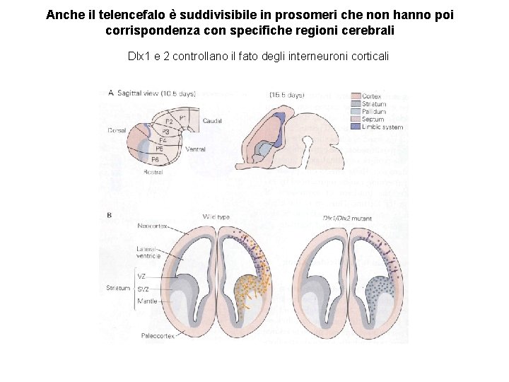 Anche il telencefalo è suddivisibile in prosomeri che non hanno poi corrispondenza con specifiche