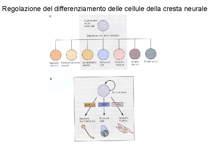 Regolazione del differenziamento delle cellule della cresta neurale 