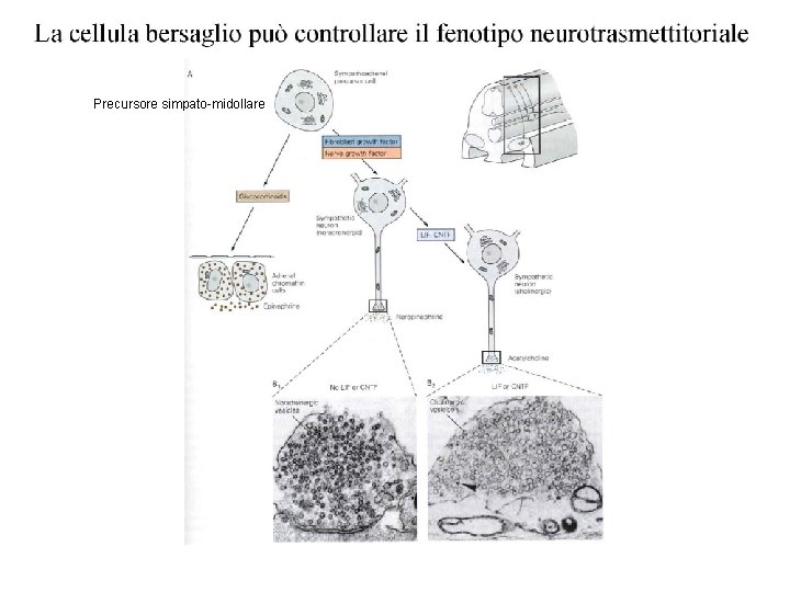 Precursore simpato-midollare 