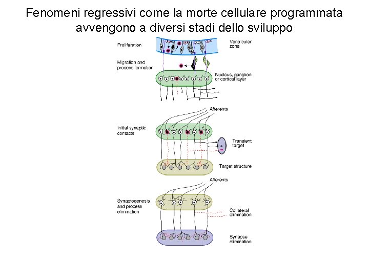 Fenomeni regressivi come la morte cellulare programmata avvengono a diversi stadi dello sviluppo 