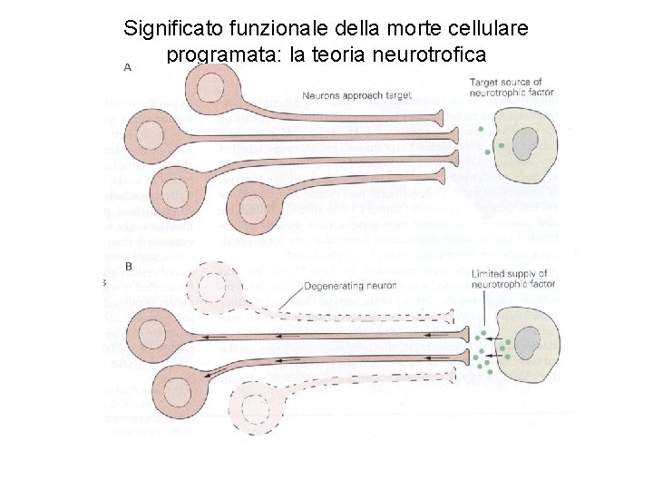 Significato funzionale della morte cellulare programata: la teoria neurotrofica 