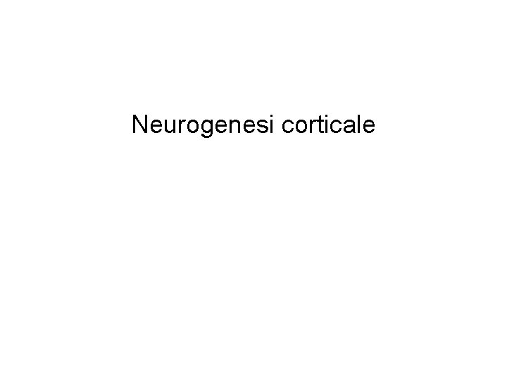 Neurogenesi corticale 