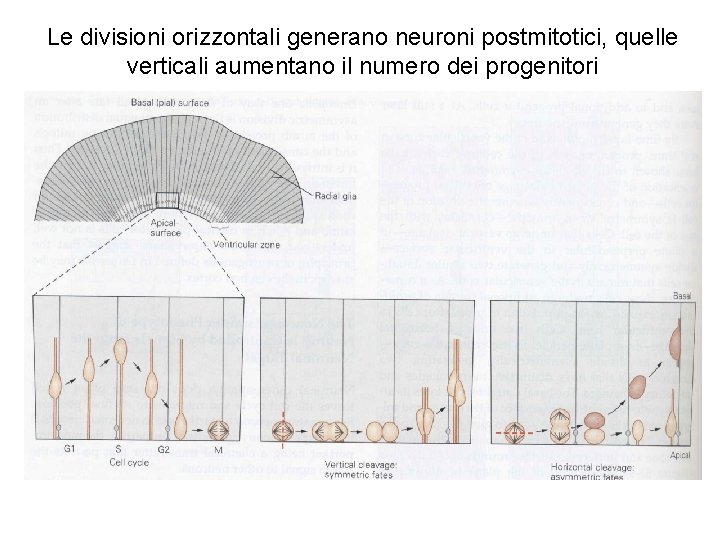 Le divisioni orizzontali generano neuroni postmitotici, quelle verticali aumentano il numero dei progenitori 