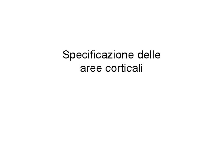 Specificazione delle aree corticali 