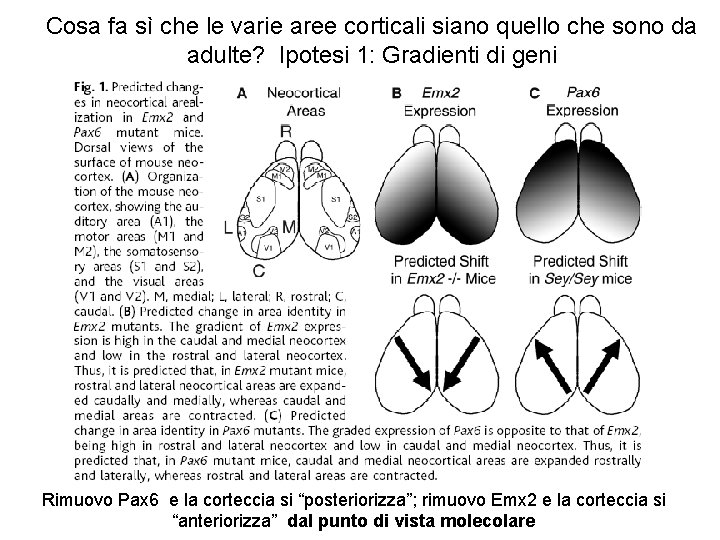 Cosa fa sì che le varie aree corticali siano quello che sono da adulte?