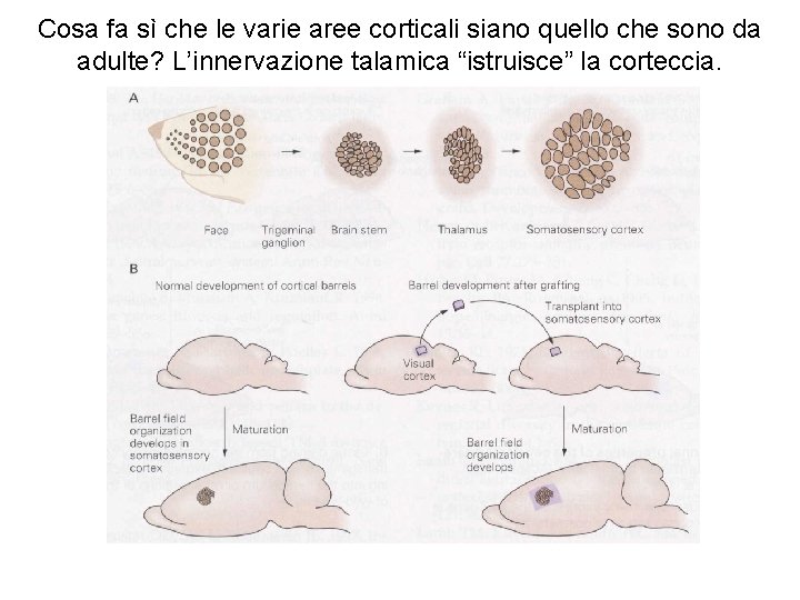 Cosa fa sì che le varie aree corticali siano quello che sono da adulte?