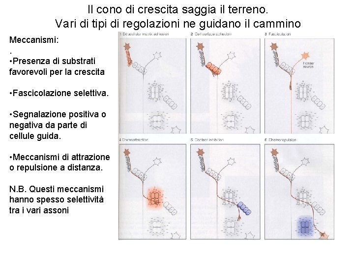 Il cono di crescita saggia il terreno. Vari di tipi di regolazioni ne guidano