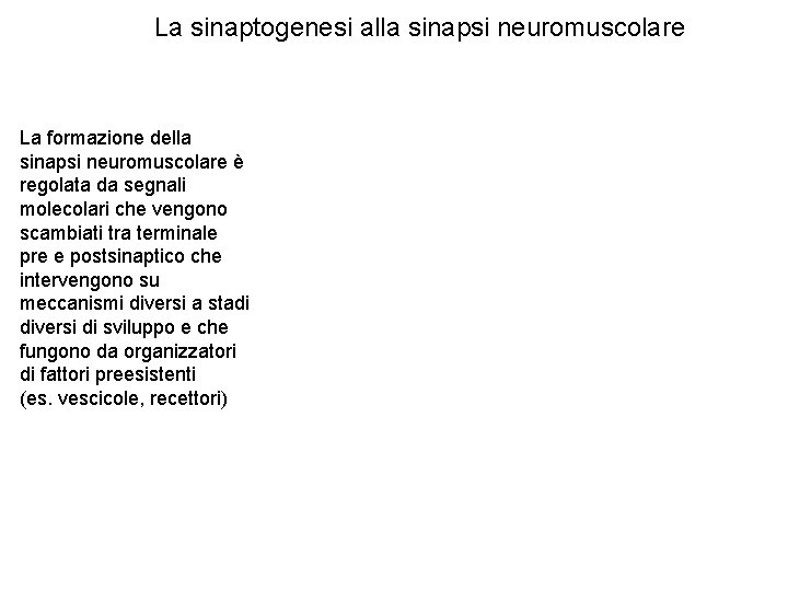 La sinaptogenesi alla sinapsi neuromuscolare La formazione della sinapsi neuromuscolare è regolata da segnali