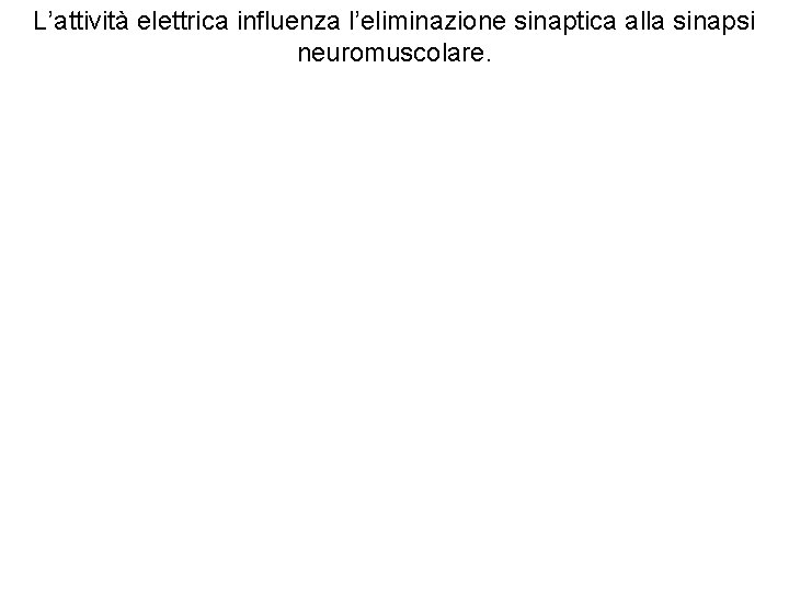 L’attività elettrica influenza l’eliminazione sinaptica alla sinapsi neuromuscolare. 