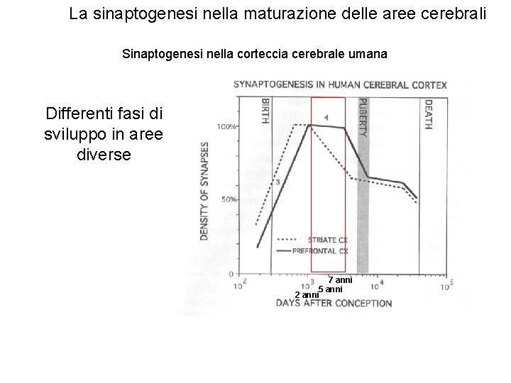 La sinaptogenesi nella maturazione delle aree cerebrali Sinaptogenesi nella corteccia cerebrale umana Differenti fasi