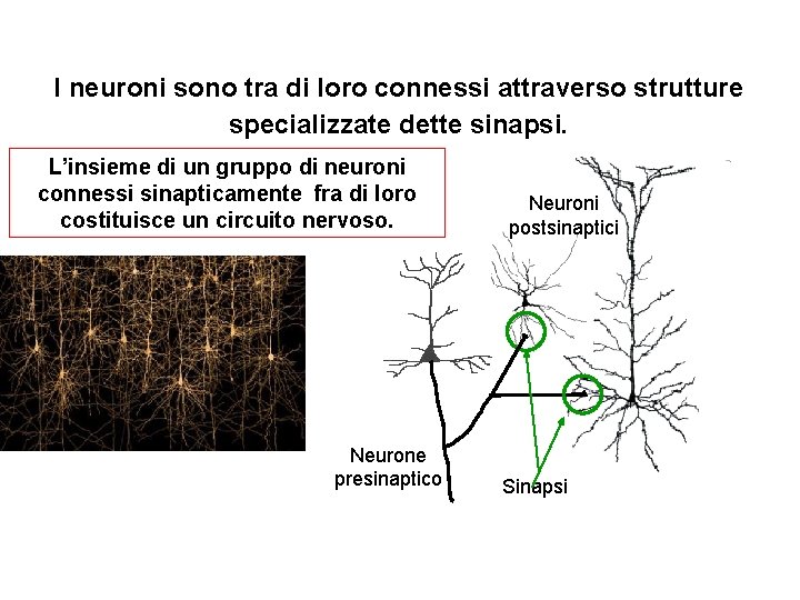 I neuroni sono tra di loro connessi attraverso strutture specializzate dette sinapsi. L’insieme di