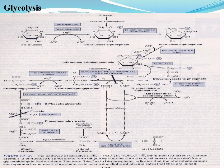 Glycolysis 