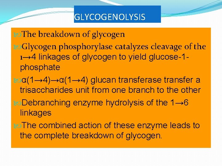 GLYCOGENOLYSIS The breakdown of glycogen Glycogen phosphorylase catalyzes cleavage of the 1→ 4 linkages