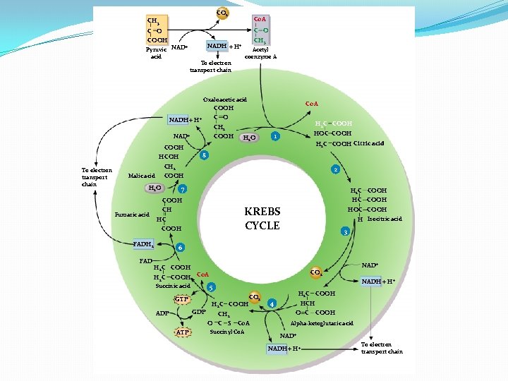 CO 2 CH 3 Co. A C O COOH + Pyruvic NAD acid CH