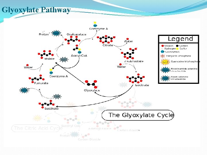 Glyoxylate Pathway 