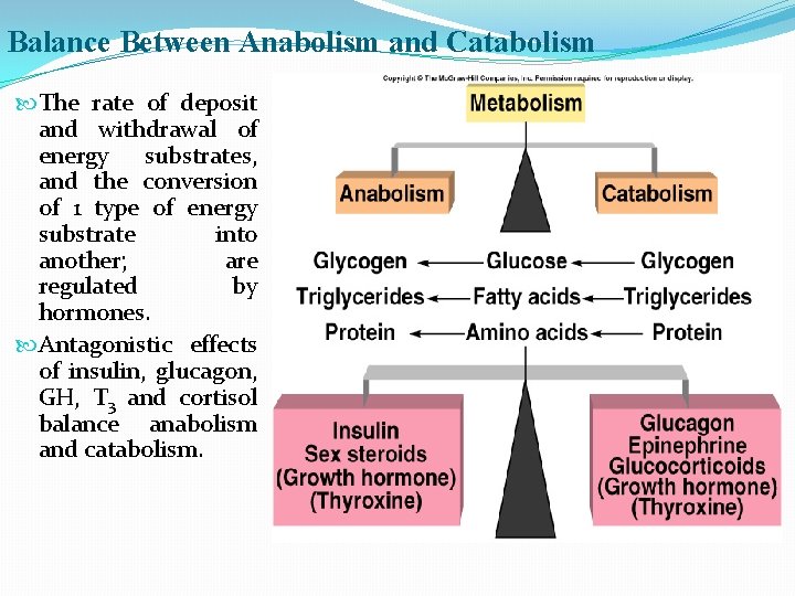 Balance Between Anabolism and Catabolism The rate of deposit and withdrawal of energy substrates,