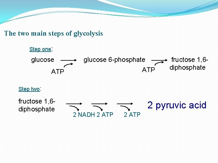 The two main steps of glycolysis Step one: glucose 6 -phosphate ATP fructose 1,