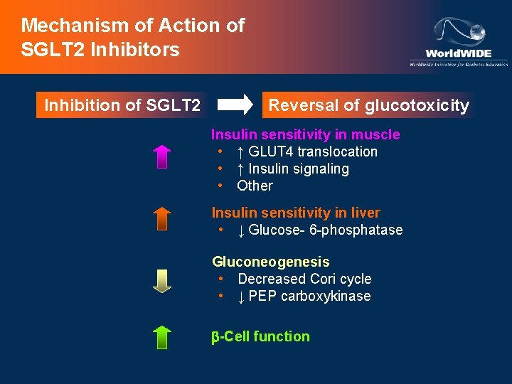 Mechanism of Action of SGLT 2 Inhibitors Inhibition of SGLT 2 Reversal of glucotoxicity