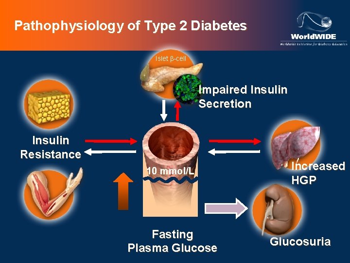 Pathophysiology of Type 2 Diabetes Islet b-cell Impaired Insulin Secretion Insulin Resistance 10 mmol/L