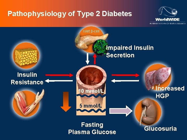 Pathophysiology of Type 2 Diabetes Islet b-cell Impaired Insulin Secretion Insulin Resistance 10 mmol/L