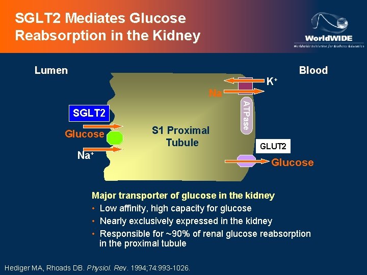 SGLT 2 Mediates Glucose Reabsorption in the Kidney Lumen K+ Blood Na+ Glucose S