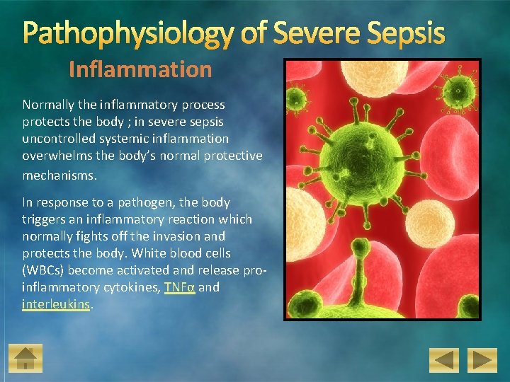 Pathophysiology of Severe Sepsis Inflammation Normally the inflammatory process protects the body ; in