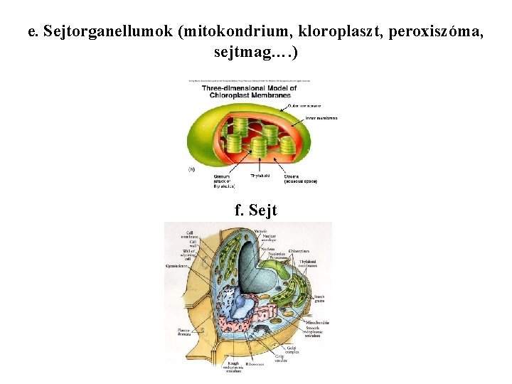 e. Sejtorganellumok (mitokondrium, kloroplaszt, peroxiszóma, sejtmag…. ) f. Sejt 