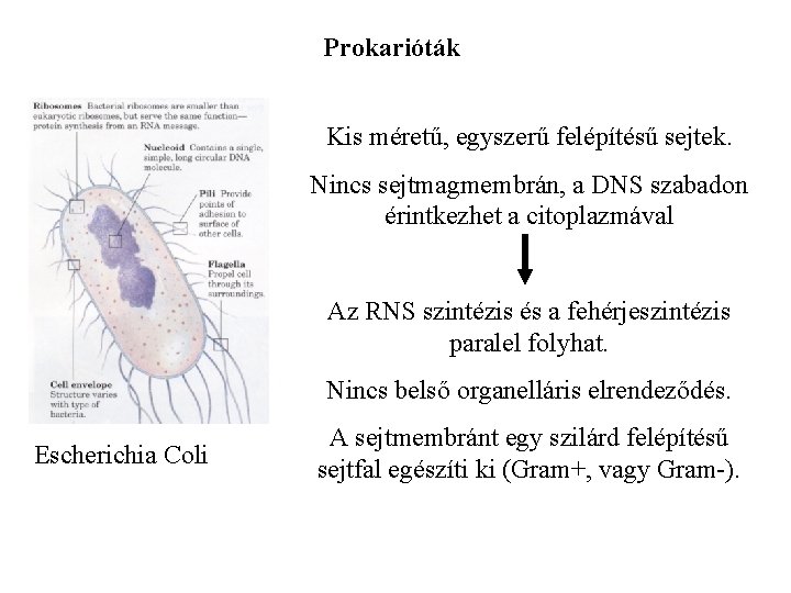 Prokarióták Kis méretű, egyszerű felépítésű sejtek. Nincs sejtmagmembrán, a DNS szabadon érintkezhet a citoplazmával