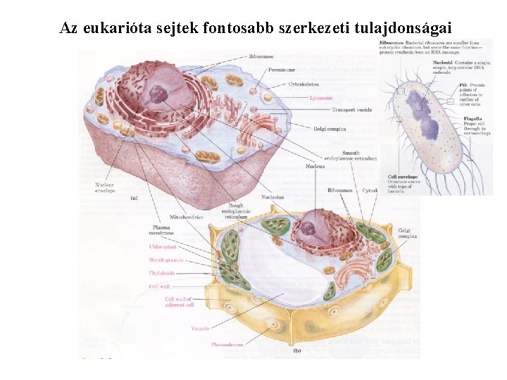 Az eukarióta sejtek fontosabb szerkezeti tulajdonságai 