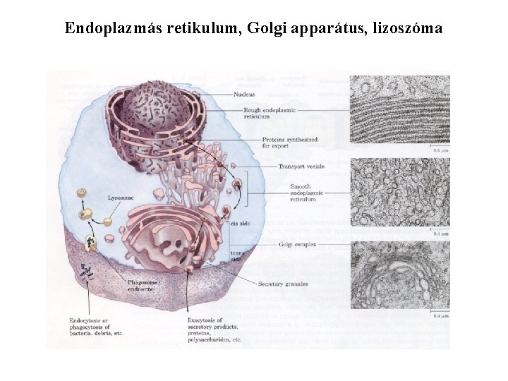 Endoplazmás retikulum, Golgi apparátus, lizoszóma 
