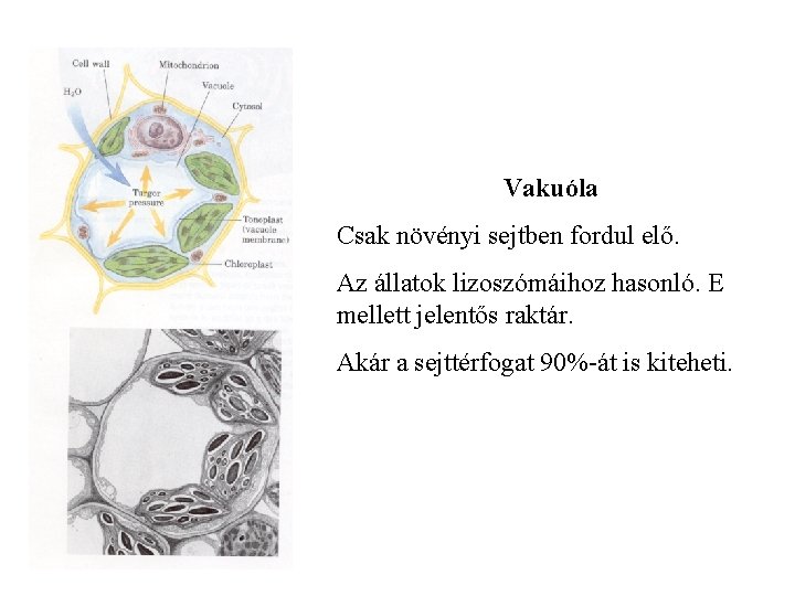 Vakuóla Csak növényi sejtben fordul elő. Az állatok lizoszómáihoz hasonló. E mellett jelentős raktár.