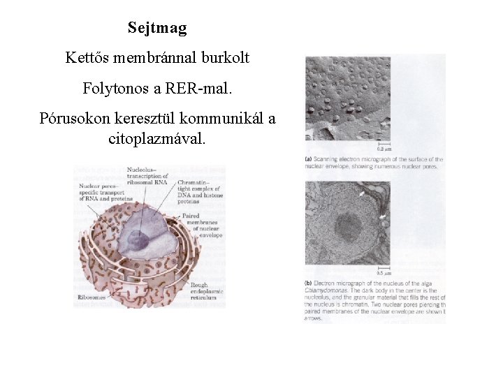 Sejtmag Kettős membránnal burkolt Folytonos a RER-mal. Pórusokon keresztül kommunikál a citoplazmával. 