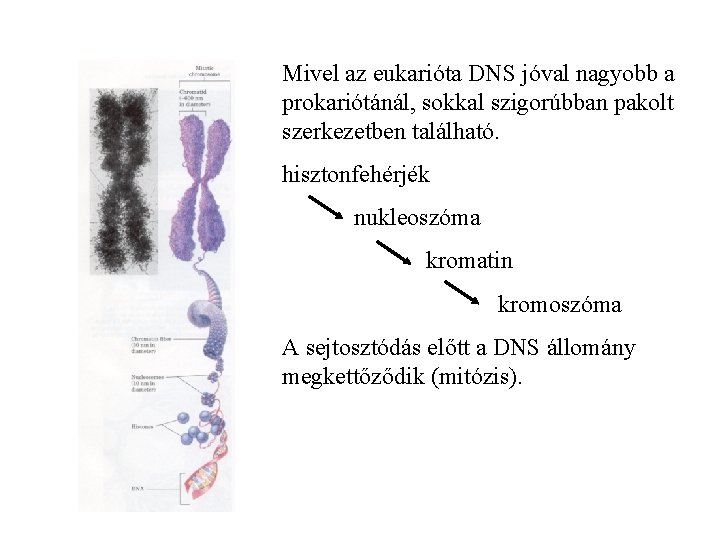 Mivel az eukarióta DNS jóval nagyobb a prokariótánál, sokkal szigorúbban pakolt szerkezetben található. hisztonfehérjék