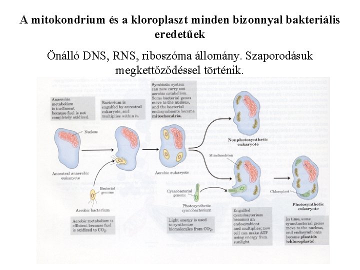 A mitokondrium és a kloroplaszt minden bizonnyal bakteriális eredetűek Önálló DNS, RNS, riboszóma állomány.