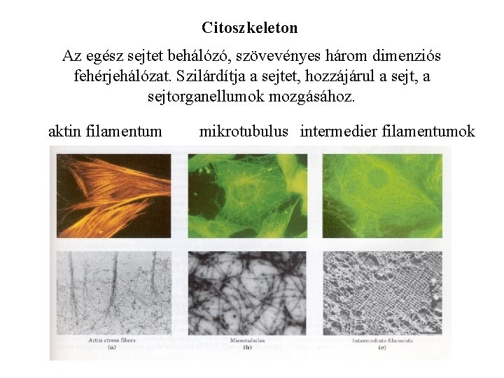 Citoszkeleton Az egész sejtet behálózó, szövevényes három dimenziós fehérjehálózat. Szilárdítja a sejtet, hozzájárul a
